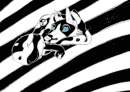 just ying yang colored on paint