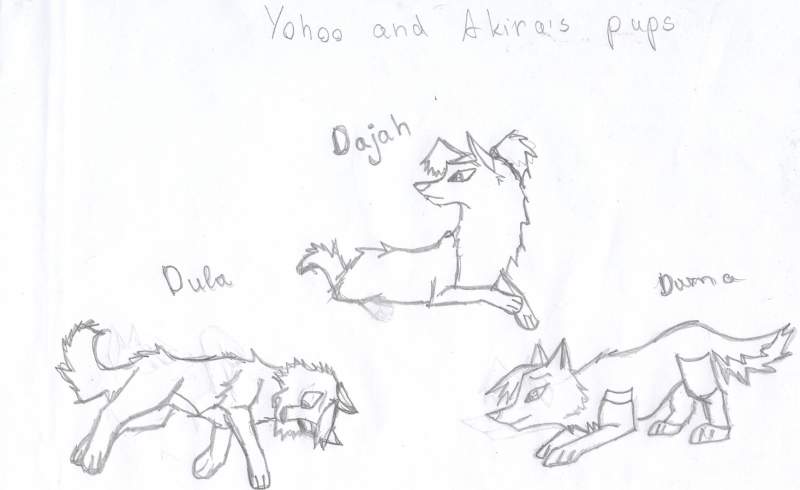 yohoo and akiras pups