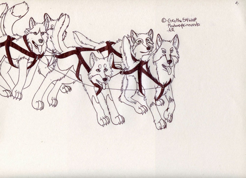 empty dog sledding lineart