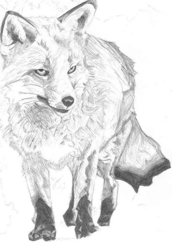 Fox Drawing