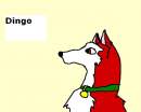 Dingo