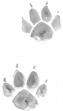 Paw prints