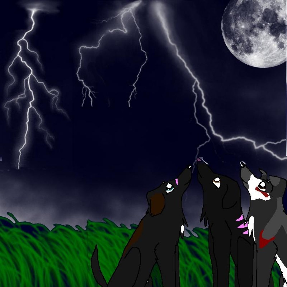Tadie's request: 3 dogs at night with lightning