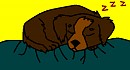 Sleepy pup