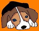 Beagle pup