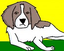 Spaniel puppy