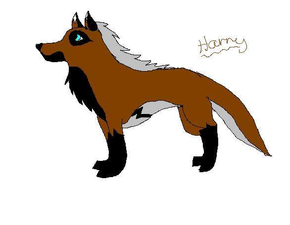Harry from the Blackwind pack