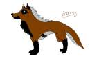 Harry from the Blackwind pack