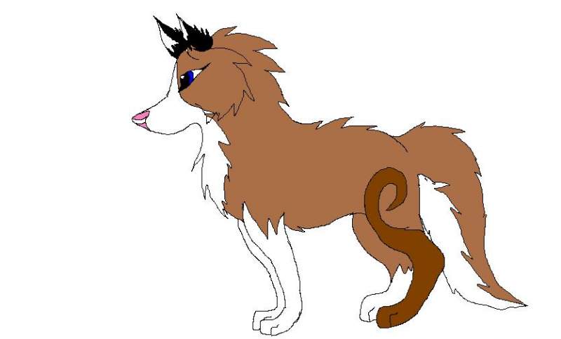 Bounder as an adult male...