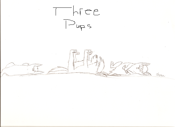 Three pups