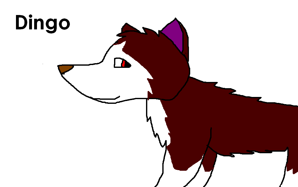 my version of Dingo