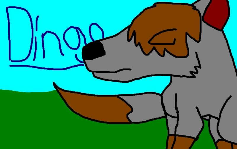 Dingo