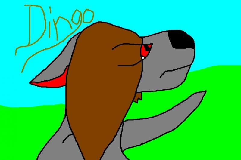 Dingo