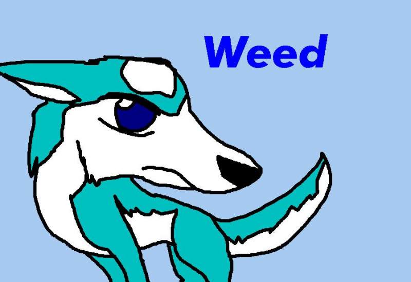 Weed