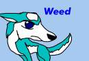 Weed