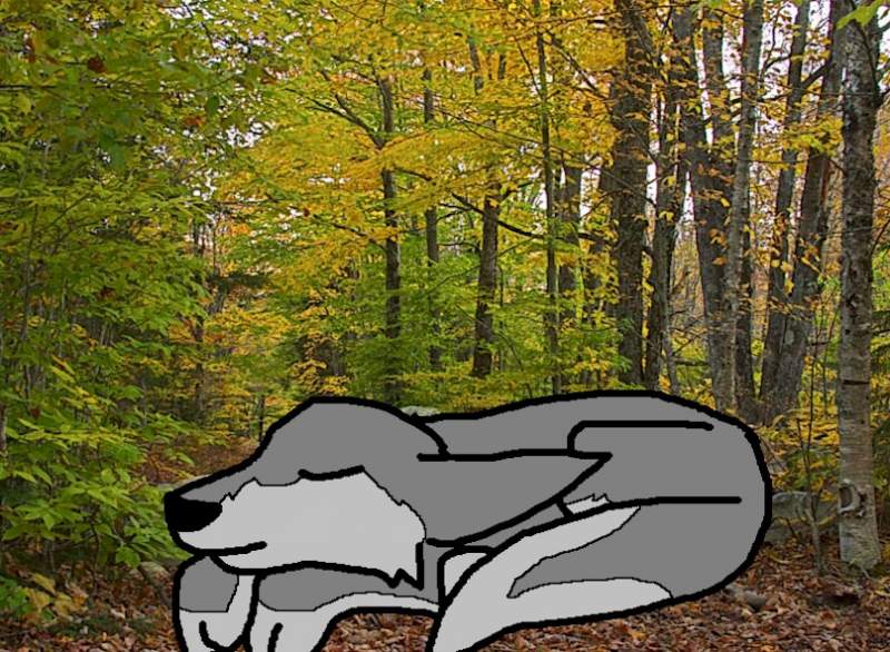 Wolf pup with a decent (sp) bg
