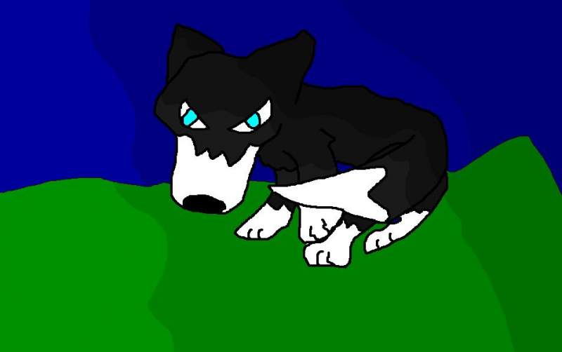 Black and white Wolf
