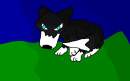 Black and white Wolf