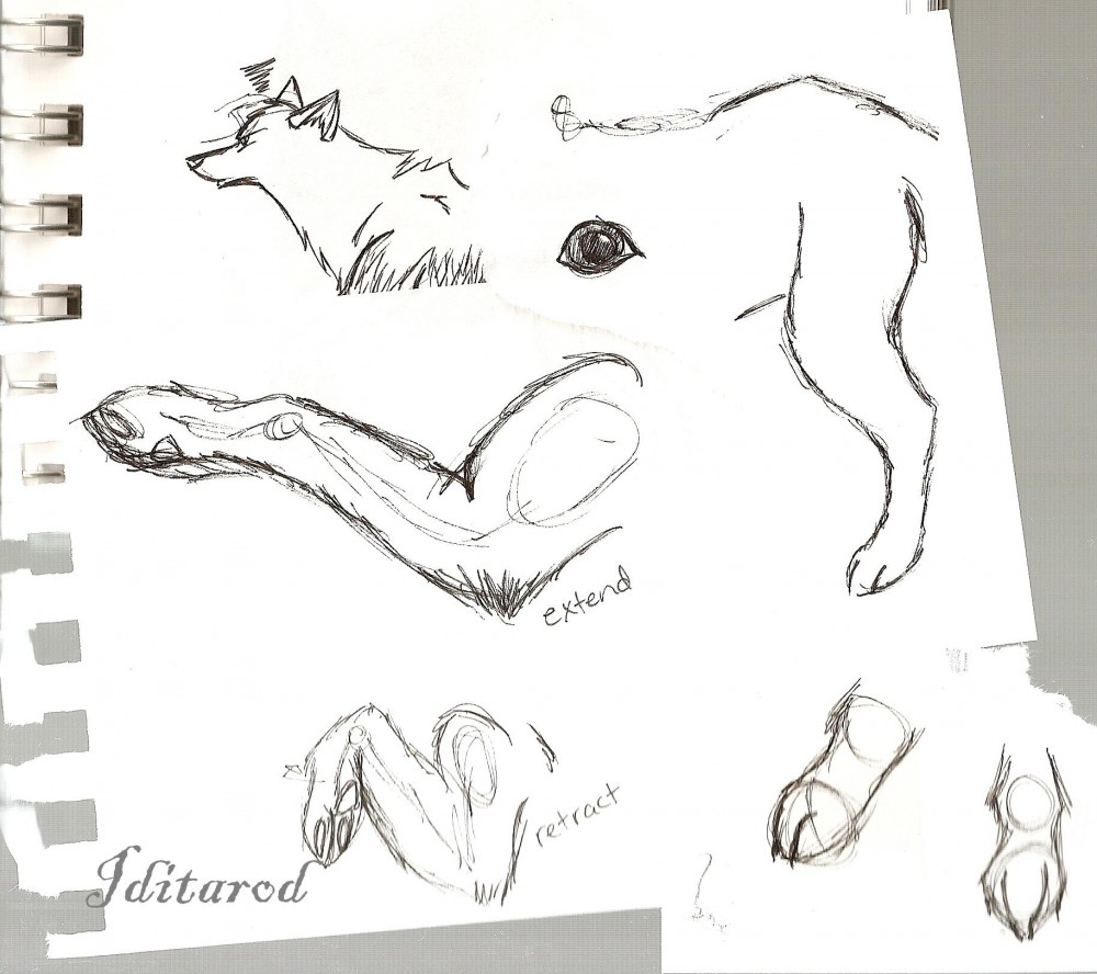 Doodles