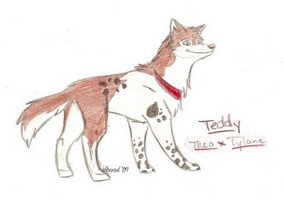 Teddy