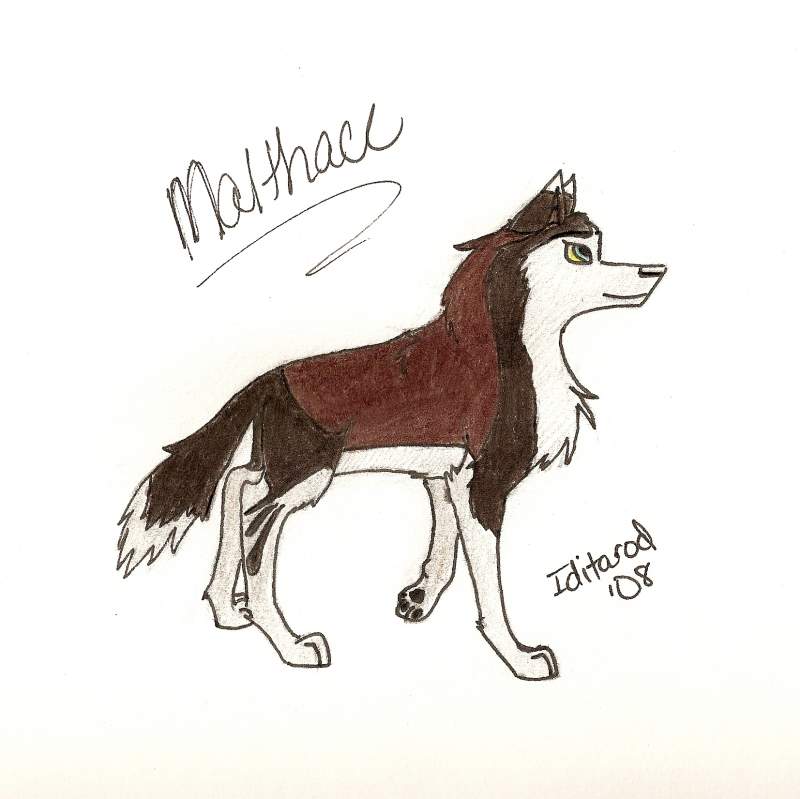 Malthace