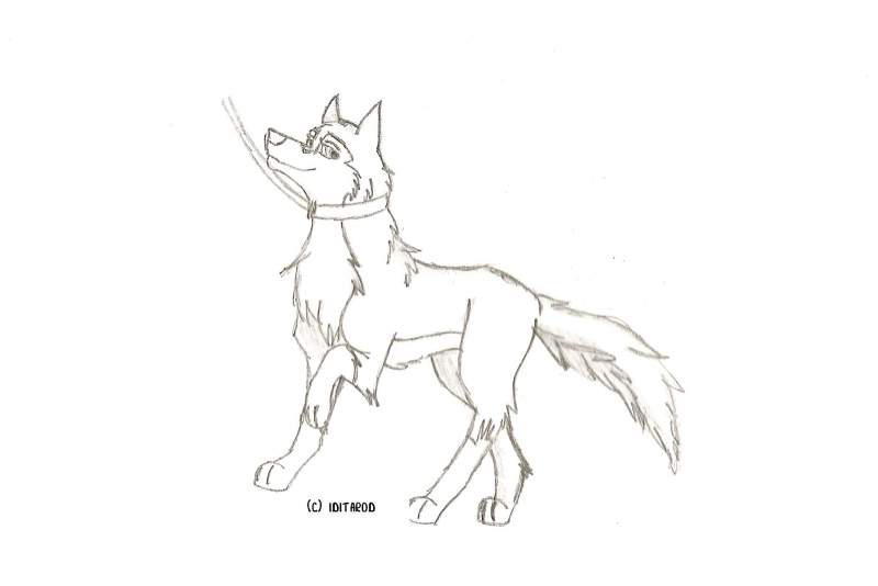 Dingo (my version)