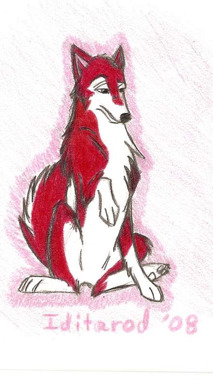 Dingo Adult w/ Background