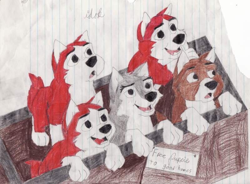 Puppies
