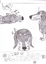 My dog Cinder