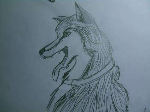 Husky 