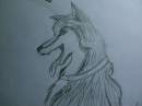 Husky 