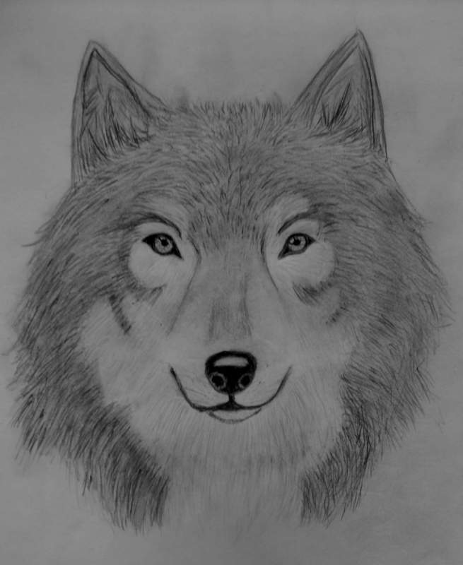 Wolf