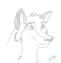 Dog (Wolf??) 