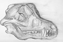 Wolf Skull