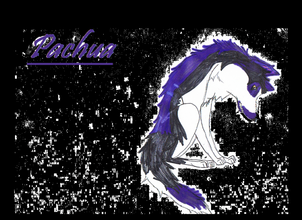 Pachua 4 Saske Italian Wolf