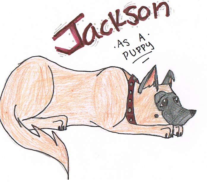 Jackson as a puppy