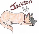 Jackson as a puppy