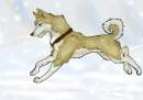 Einar Running