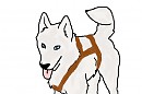Crappy Siberian husky