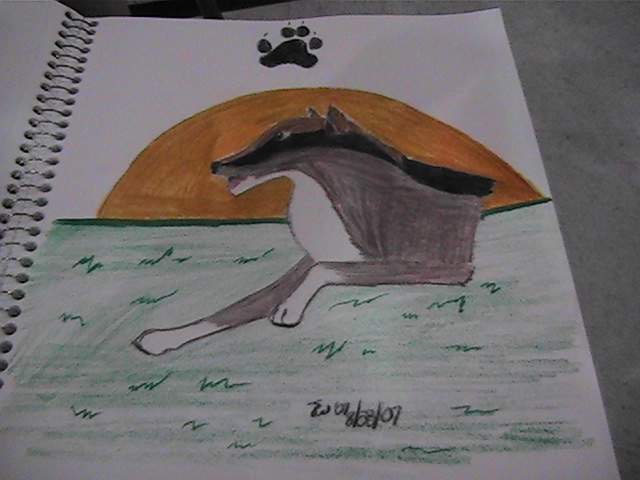 wolf
