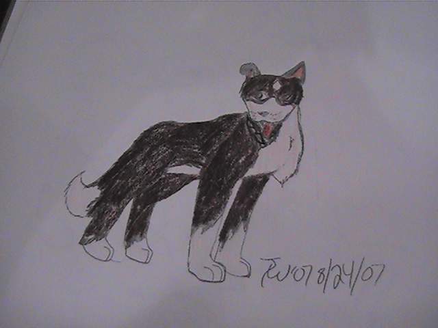 Border Collie