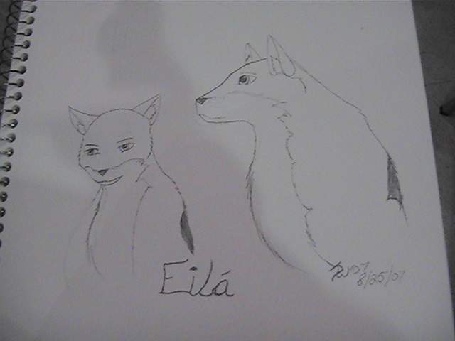 Elia`