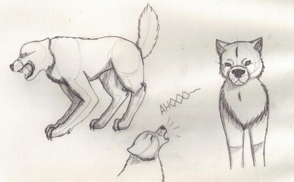 White wolf sketches