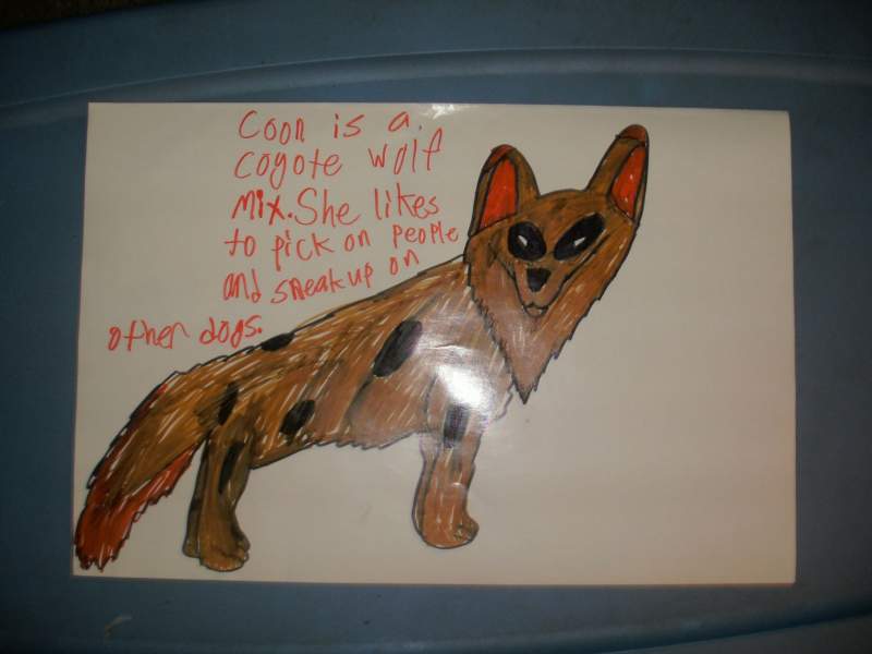 coon