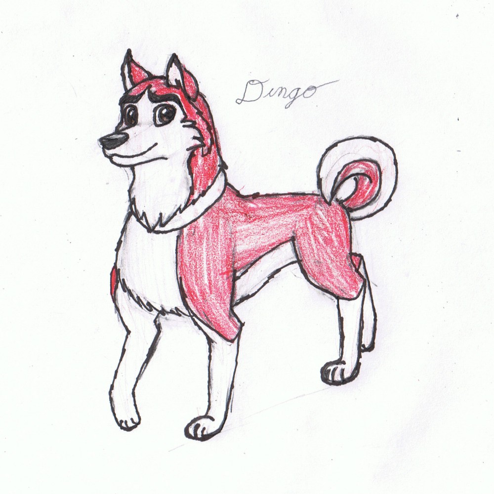 Dingo