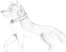 my ferst balto pic