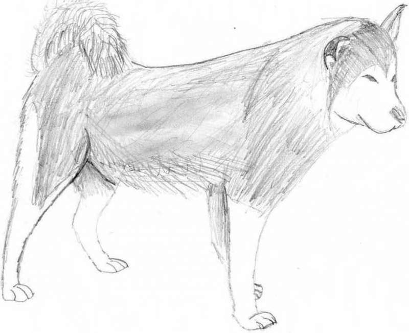 husky