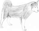 husky