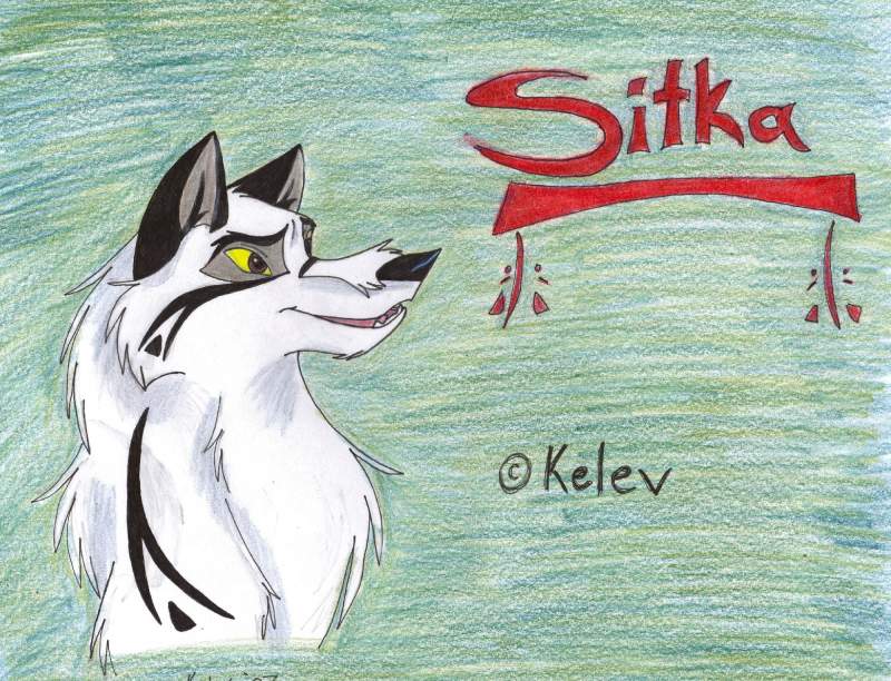 Colored Sitka