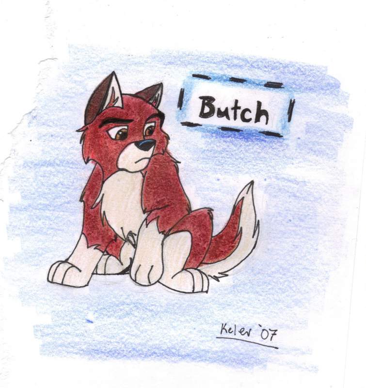 Butch: The Red Masked Pup
